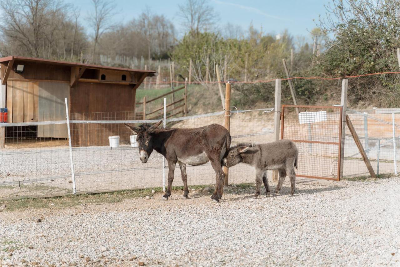 Agriturismo San Francesco Valeggio sul Mincio Kültér fotó