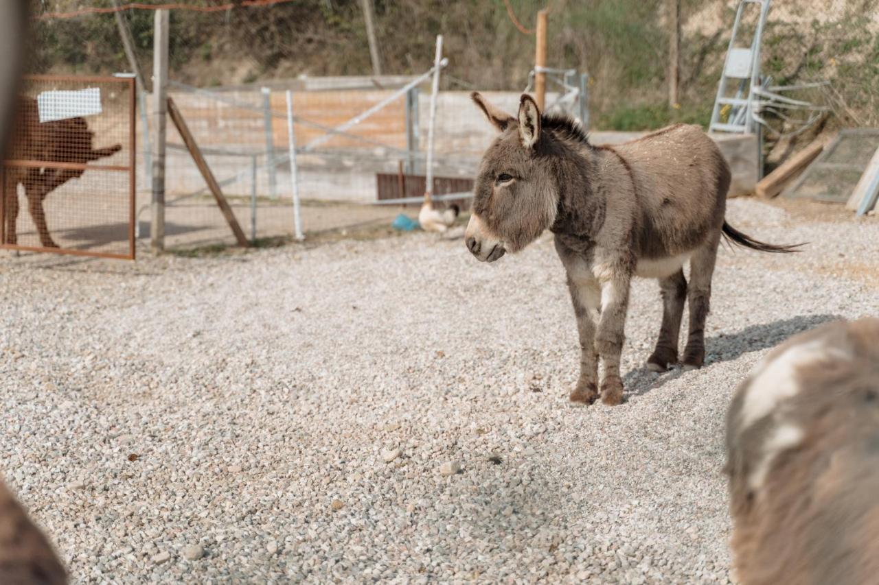 Agriturismo San Francesco Valeggio sul Mincio Kültér fotó