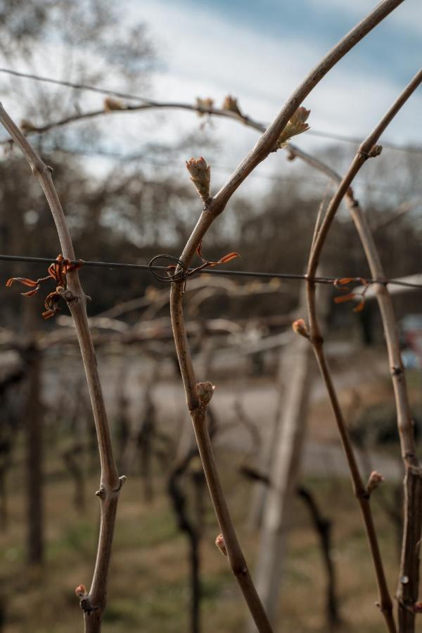 Agriturismo San Francesco Valeggio sul Mincio Kültér fotó
