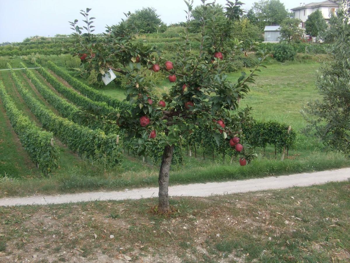 Agriturismo San Francesco Valeggio sul Mincio Kültér fotó